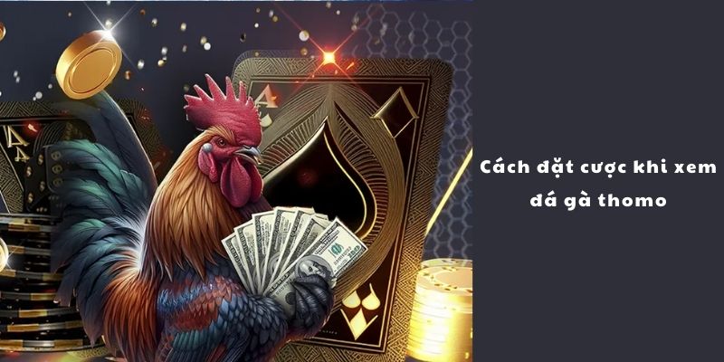 Cách đặt cược khi xem đá gà thomo ở hình thức online