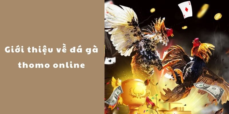 Giới thiệu về đá gà thomo online