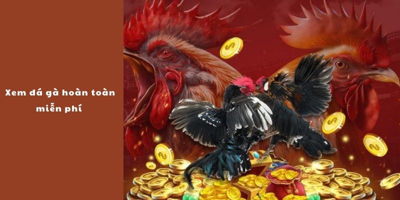 Xem đá gà hoàn toàn miễn phí